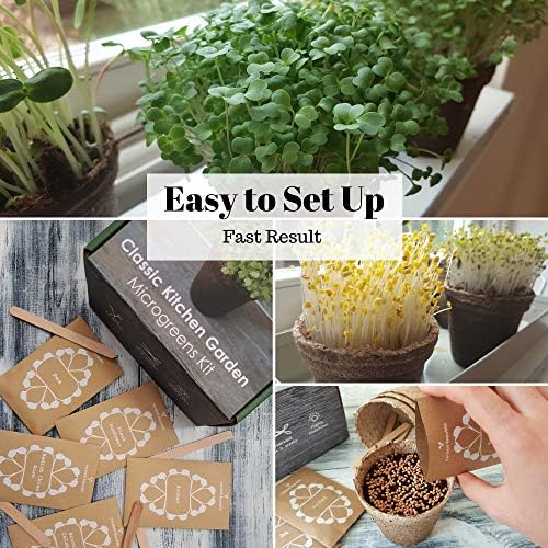 Huerta Clásica Kit de Cultivo de MICROGREENS para Cultivar tus ...