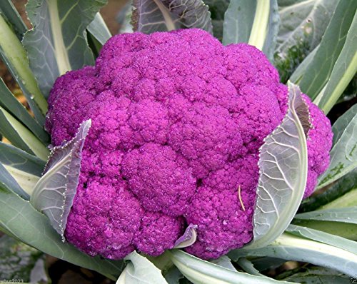 Cauliflower seeds - Graffiti Cauliflower - flashy purple heads. 20 Seeds !