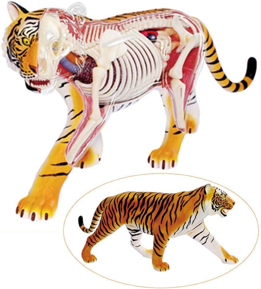 Educational Model Tiger Anatomical Model Detachable Organ