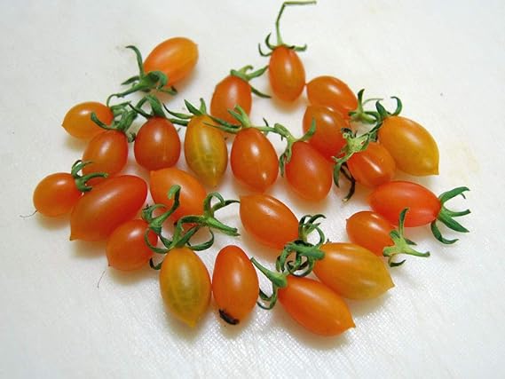 Amazon Co Jp Seed Lycopersicum Cheesmannii Var Pruniforme リコペルシコン チーズマニィ プルニフォルム オレンジ 10 Seeds Species 0514 原種系 原種トマト ホーム キッチン