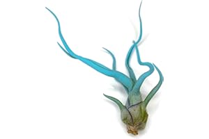 GENERIC Bulbosa Air Plant, Guatemala Tillandsia Live Airplant, Healthy Arrival Guaranteed, Great Indoor Plant, Home Decor & Gift (Jade)
