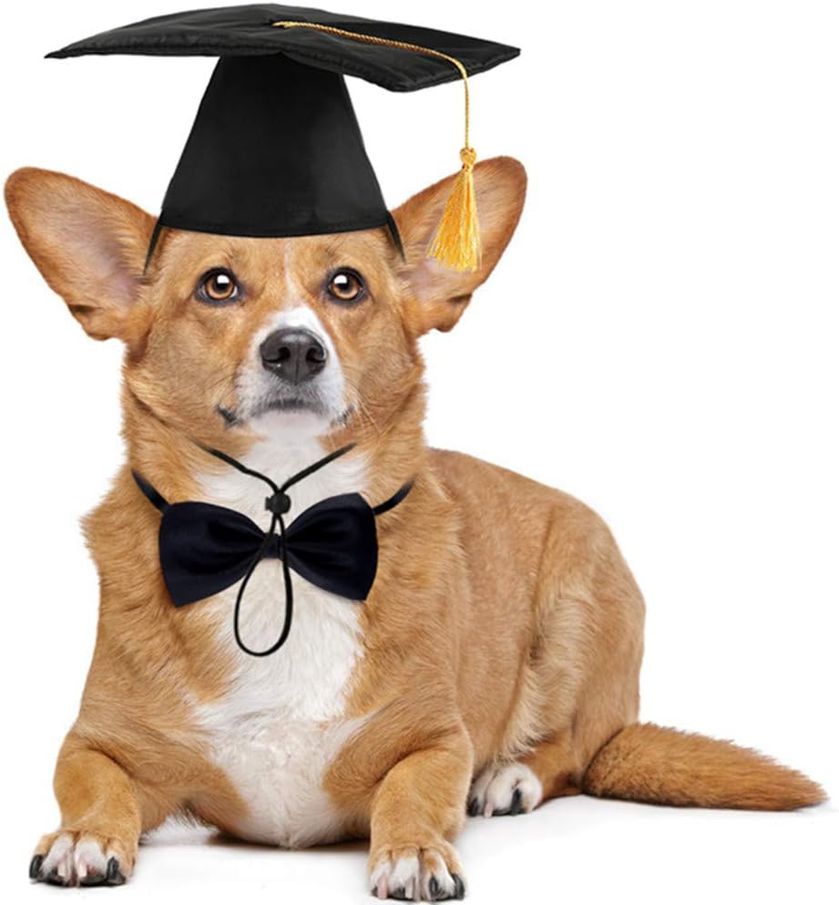 graduation cap dog