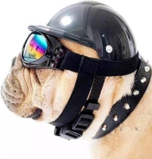 dog hard hat