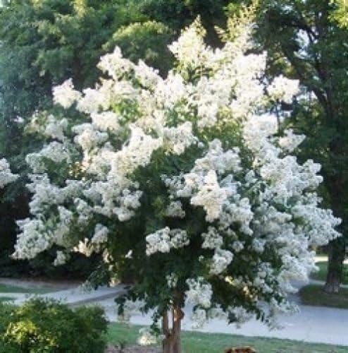 Amazon.com : White Dwarf Crape Myrtle SEEDS - Longest Blooming Tree