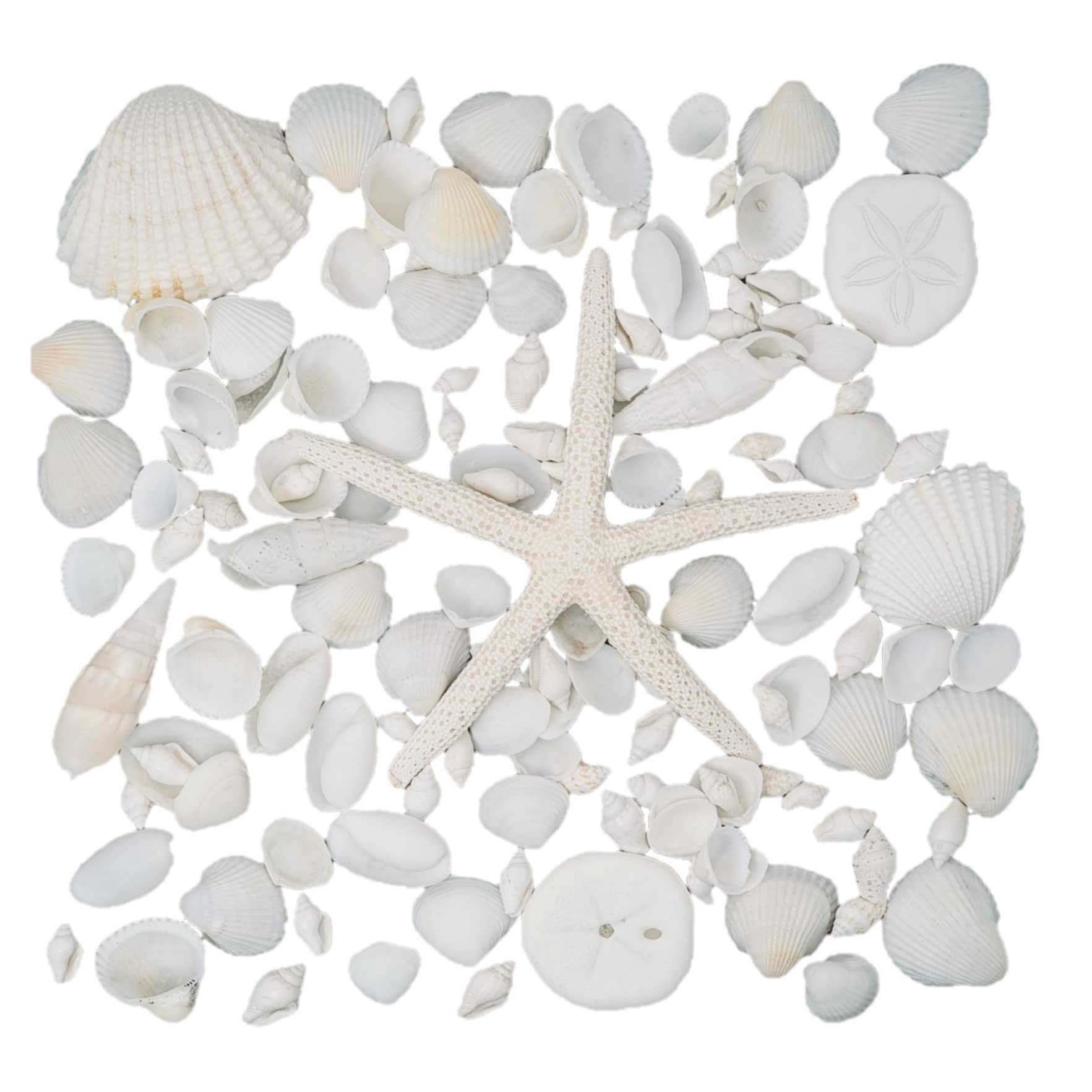 Avalon Mixed SEA Shells Collectable Small Seashell Mixes, Decorative Craft Shells, White Shells, Starfish, Weddings/Home Decor, Beach & Costal Themed Arts and Crafts Projects & Parties (Mix #MW)