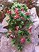 XHSP 2 Bunches Artificial Vines 35.4