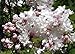 Krasavitsa Moskvy Lilac - Syringa - Beauty of Moscow - 4" Pot