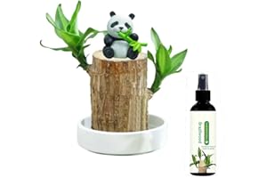 SEODON Brazilian Wood Plant Set, Brazilian Lucky Wood Plant Decorations Statue