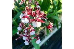 ALOHA HAWAII ORCHIDS Oncidium Sharry Baby 'Sweet Fragrance' Orchid Plant from Hawaii in 4” pots Blooming Size Fragrance Orchids
