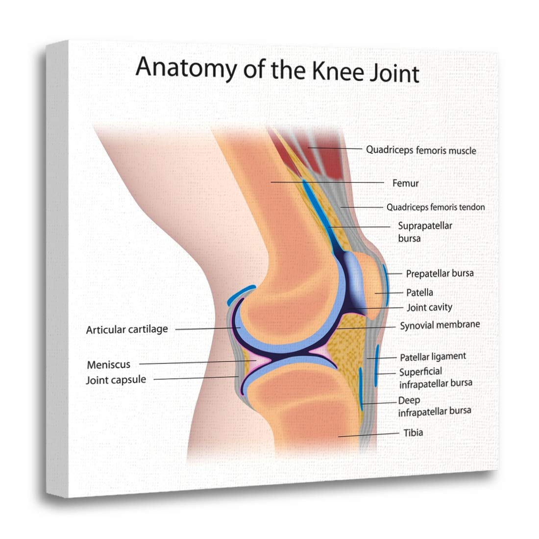 Patella Definition Anatomy