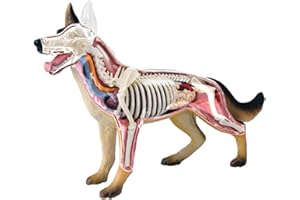 NUHGFTYBF Anatomy Model 4D Dog with Detachable Biology, 29 Parts for Animal Teaching Demonstration and Veterinary Training