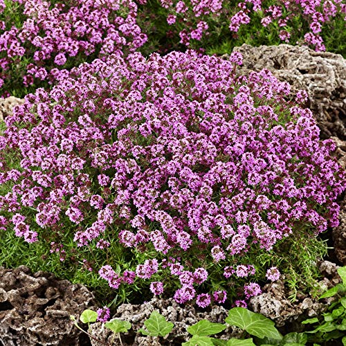 Outsidepride Perennial Thymus Serpyllum Magic Carpet Dwarf Creeping