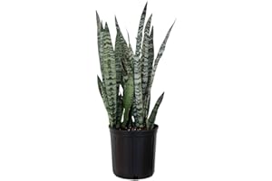 U UNITED NURSERY United Nursery Sansevieria Zeylanica Live Indoor Snake Plant 26-32 Shipping Size Shipped Fresh in 9.25 Grower Pot