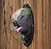 N&M Products Pet Window - Acrylic Dog Window/Peep Hole for Door or Gate