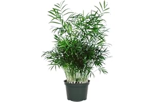 American Plant Exchange Parlour Palm Tree, Chamaedorea Elegans, 6-Inch Pot, Live Easy to Care Houseplant, Indoor Plant Décor