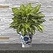 Zeesline Cobalt Blue and White Two-Handled Porcelain Cachepot Planter, Decorative Home & Garden Vase Pot
