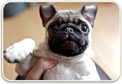 Jingqi Chien Carlin Visage Yeux Bebe Tapis De Bain Art Paillasson Exterieur Tapis De Porte Interieur Mince Antiderapant Tapis Pour Porte D Entree Cuisine Chambre Jardin 15 7x23 6 Inch 40x60cm Amazon Fr Cuisine