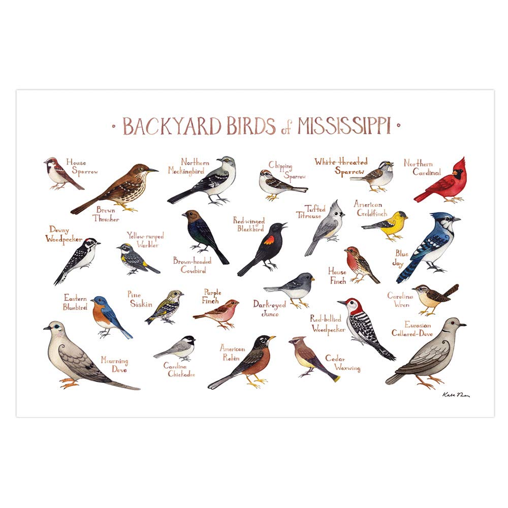 Backyard Birds of Mississippi Field Guide Art Print Handmade