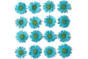 YUNZHI 50pcs Natural Dried Daisy Flower, Vacuum Packaging, Pressed Flower for House Decoration, Jewelry Making, Phone case Decoration (Lake Blue)