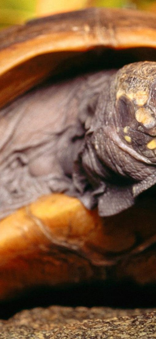 PeelitStickit Turtle, Animal Wall Murals ID-058, vinyl