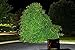 e-Joy LEDMart 50w LED Flood Light Cool Lamp Landscape Outdoor Waterproof, White