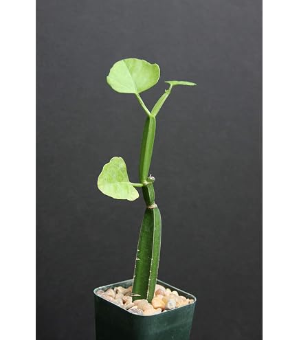 large clay plant pots for sale Sol Planter with Iron Stand. Vintage Terracotta pot