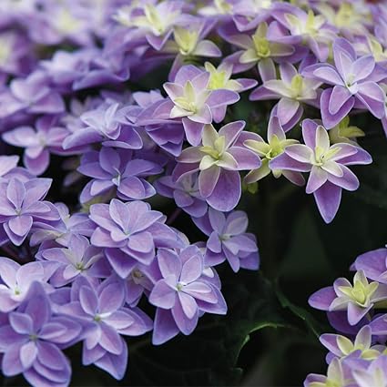Hydrangea Double Dutch Alkmaar Beautiful Double Blue Flowers Hardy
