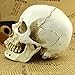 MEKBOK 1:1 Realistic Life Size Human Anatomy White Resin Replica Skull Halloween Decor