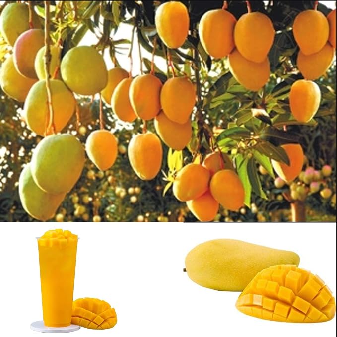 Semillas de Fruta del Mango Semillas Frutales Comestible Mango ...