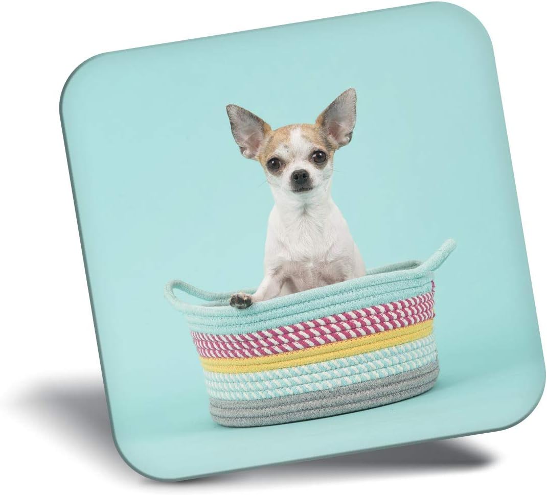 Imán para nevera con diseño de perro chihuahua, fondo verde azulado
