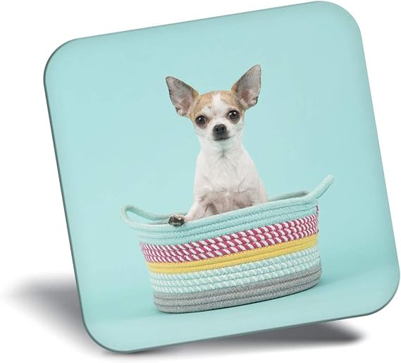 Imán para nevera con diseño de perro chihuahua, fondo verde azulado