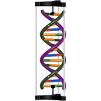 Dna Kids WORGEOUS 1 Set Double Helix Models DNA Model Kit