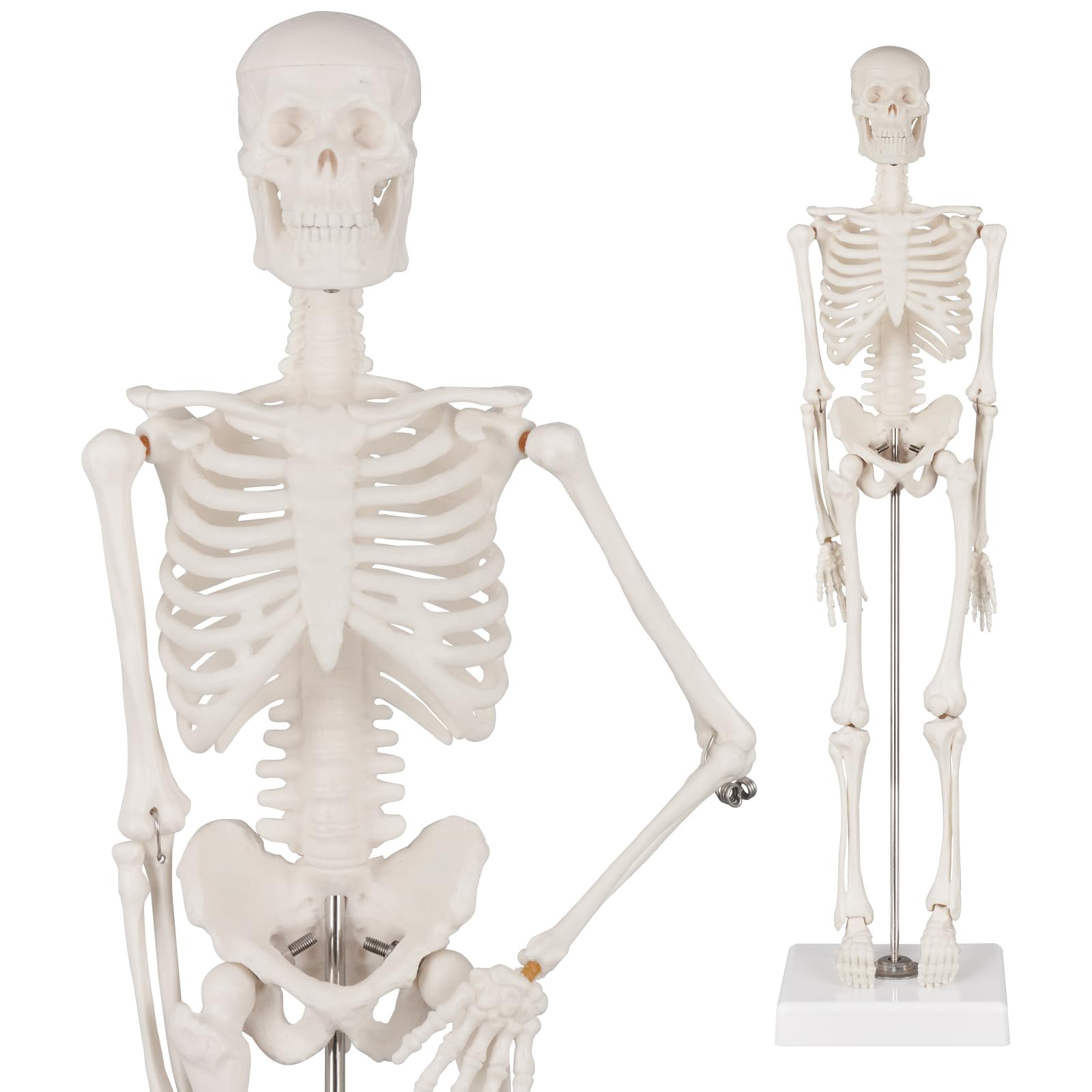 Photo 1 of Human Skeleton Model, Portable 17” Skeleton Anatomy Model with Movable Skull, Arms and Legs, Teaching Model for Education, Human Skeletal Study and Display