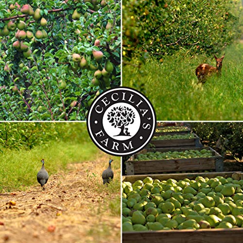 Cecilia's Farm Apricot Fruit Leathers (Pack of 36) 0.65oz (18g