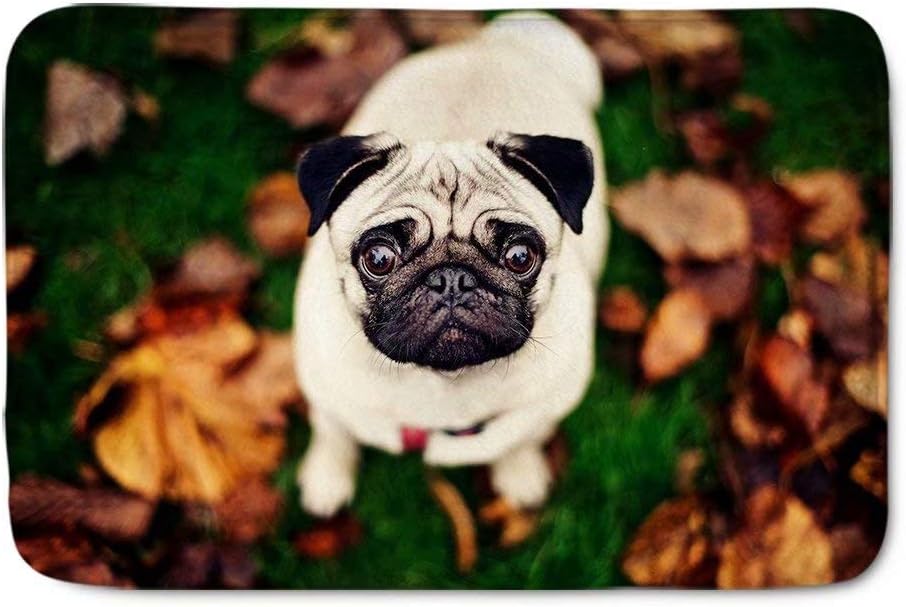 Advocator Pug Doormat Indoor Outdoor Entrance Rug Floor Mats Shoe Scraper Doormat,24”x16”(Multicolor)