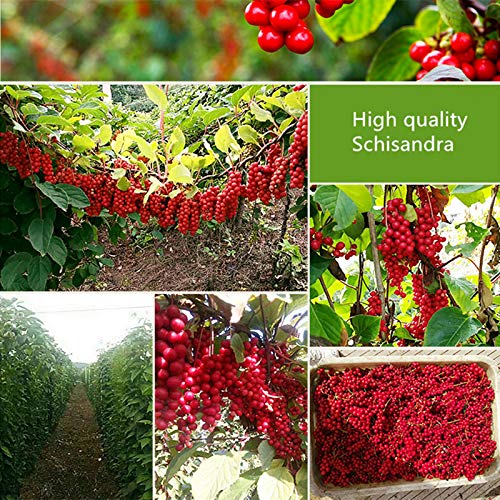 100g (0,22LB) Bacche di Schisandra di prima qualità Tè Schisandra Tè alle erbe Tè profumato Tè floreale Tè botanico Erbe… - immagine 8