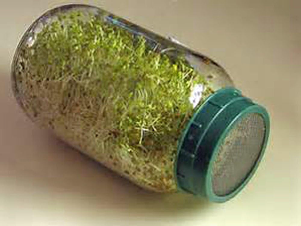 Alfalfa Sprouting Seed, NON GMO - 6 Oz -Country Creek LLC Brand - High Sprout Germination- Edible Seeds, Gardening, Hydroponics, Growing Salad Sprouts, Planting, Food Storage & More : Garden & Outdoor
