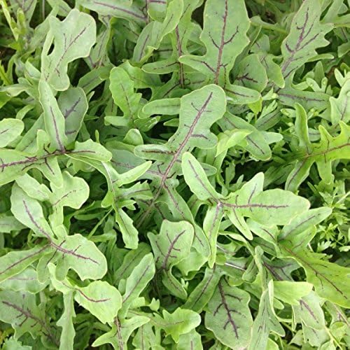 Kings Seeds - Baby Leaf Rocket Wild Dragons Tongue - 1000 Seeds