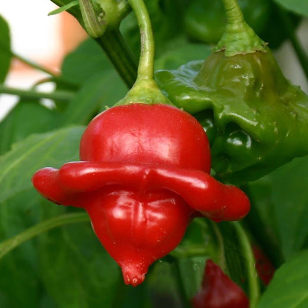 Где Купить Острый Перец