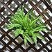 4 Pack Artificial Plants Boston Fern Bush Plant Shrubs,Artificial Boston Fern Plants Greenery Bushes Flower for House Office Garden Indoor Outdoor Decor