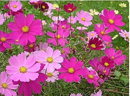Creative Farmer Flower Seeds : Bright Lights Mixed Colors Cosmos Garden Flower Seeds Flower Seeds For Fence Garden [Home Garden Seeds Eco Pack] Plant Seeds