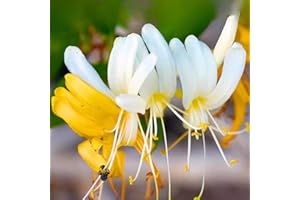 HILROQG Climbing Honeysuckle Plant, Honeysuckle Plant Live, Fragrant Honeysuckle Plants Vine, Honeysuckle Bushes in 2.5 Inch Pot (Yellow White)