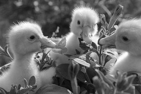 Amazon Co Jp アヒルの子の壁紙 動物の壁紙 27907 白黒の キャンバス ステッカー 印刷 壁紙ポスター はがせるシール式 写真 特大 絵画 壁飾り60cmx40cm ホーム キッチン