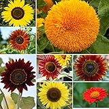 Sow Right Seeds - Sunflower Seed Mix for Planting Outdoors. Includes Eight Varieties: Autumn Beauty, Dwarf Sungold, Lemon Queen, Velvet Queen, Sunspot, Gray Stripe, Chocolate, and Mexican Sunflower