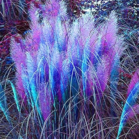 BeautytalkGarten 100 Stück Bunte Pampasgras Samen Amerikanisches