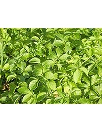 Dragon Hierbas Primavera Longevidad té sin cafeína – -20 bolsas de té