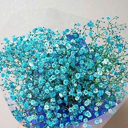 Gmgqsago 30Pcs Colorful Baby's Breath Gypsophila Seeds Flower Garden Bonsai Plant Decor - Blue