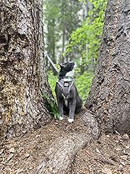 Travel Cat Harness and Leash Set - Adjustable Soft