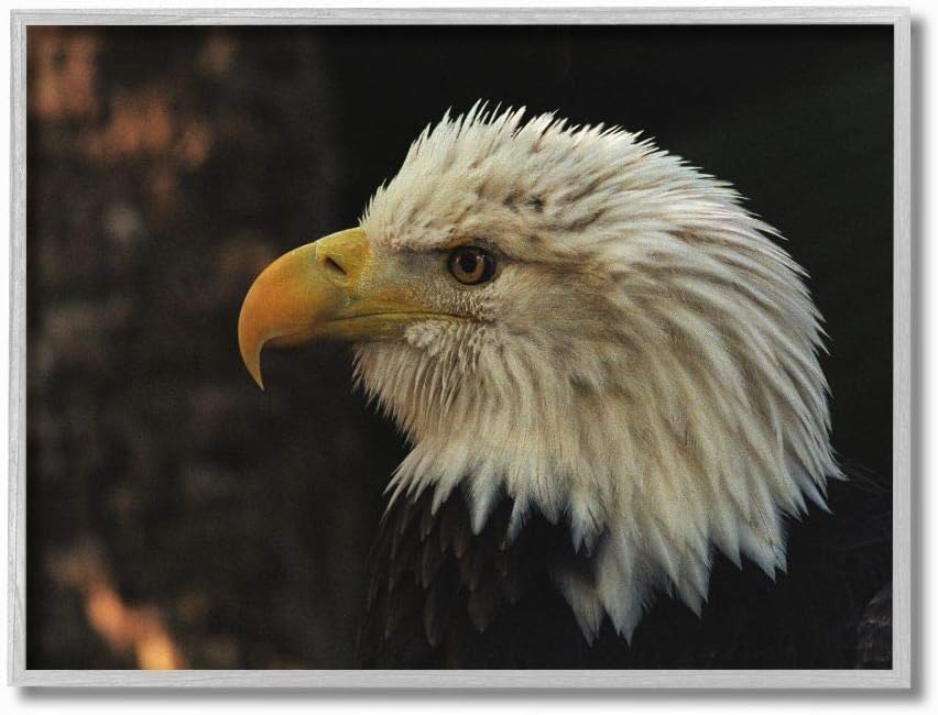 Photographs - Stupell Industries Bald Eagle Portrait Animal Bird Photograph, Design by David Stern Wall Art, 11 x 14, Grey Framed