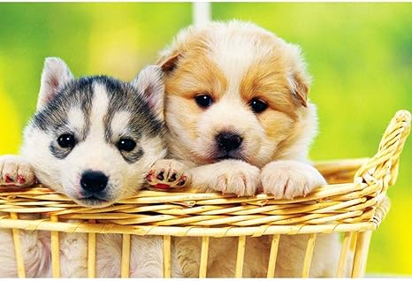 Amazon Co Jp 300 1000 5000ピース ト かわいい子犬 ジグソーパズル 動物 子供向けパズル 誕生日プレゼント 家族の集い 減圧 ピクチュアパズル ギフト Size 5000ピース ホーム キッチン